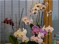 7076b967-20150115 PHAL SVI.jpg